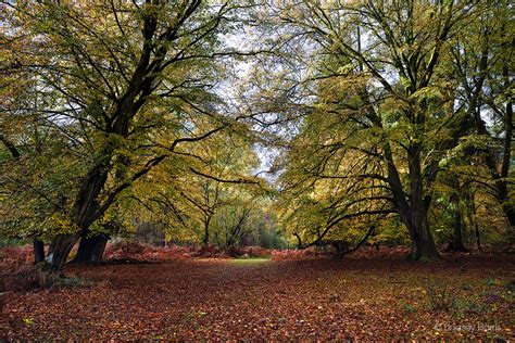 Autumn, New Forest, Hampshire, UK. Amazing Autumn Colours