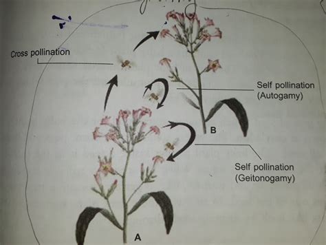 Cross Pollination Diagram