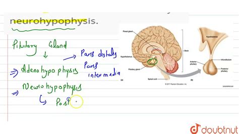 Name the hormones released by neurohypophysis. - YouTube