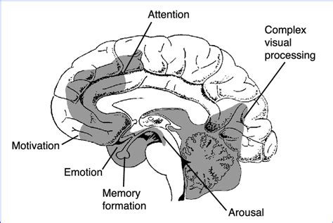 Areas of the brain active during REM sleep dreaming. | Download Scientific Diagram