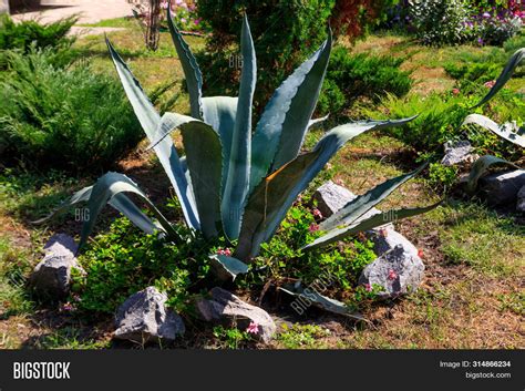 Imagen y foto Agave Tequilana, (prueba gratis) | Bigstock