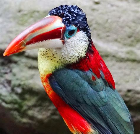 Exotic birds of unprecedented beauty | PHOTOS-0