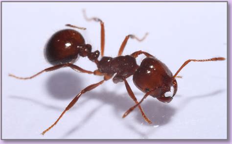 Be Aggressive with Red Imported Fire Ants | West Coast Nut