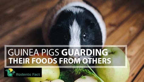 Guinea Pig Teeth Chattering At Each Other | The Logical Reasons Behind Them