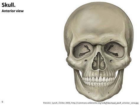 Anterior View of Skull (part 2) Diagram | Quizlet