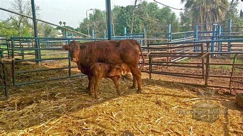 Red Heifer Introduction - Temple Institute