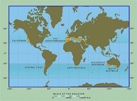 Frontiers | Fire and Plant Diversification in Mediterranean-Climate Regions