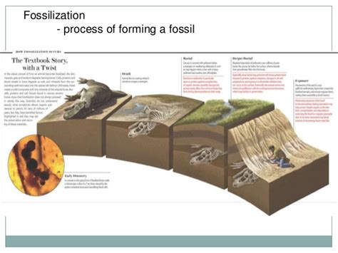 Fossilization - Janeidy Science