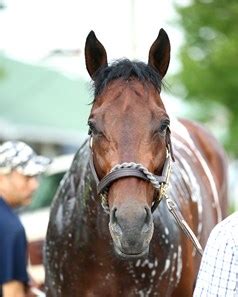 Haikal - Horse Profile - BloodHorse