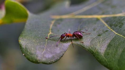 How To Get Rid Of Ants In House Plants Naturally