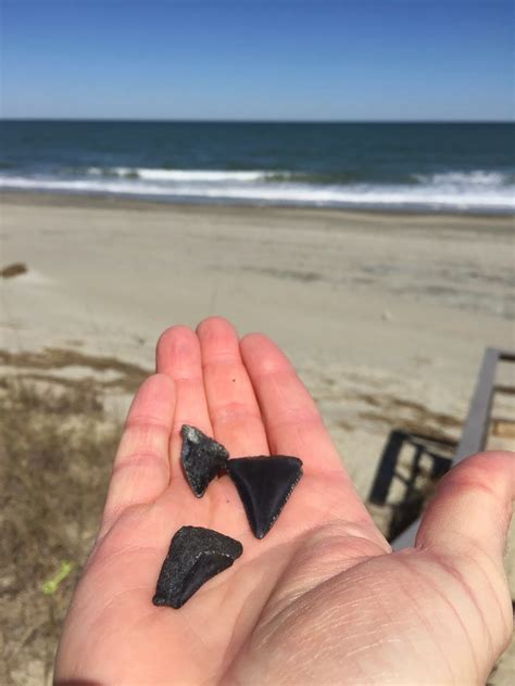 Beach Walk-Shark Teeth