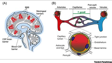 Early passage of Toxoplasma gondii across the blood–brain barrier: Trends in Parasitology