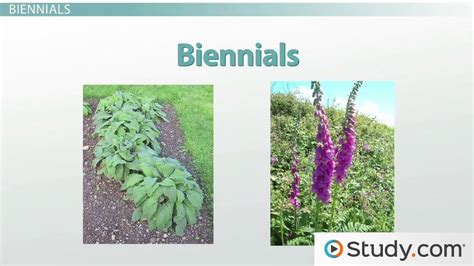 Seasonal Growth Cycles: Perennial, Annual and Biennial Plants - Video ...