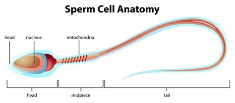 sperm-cell-anatomy - Pittsburgh Cryo Bank