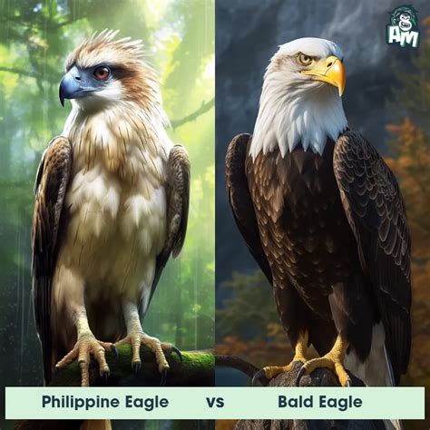 Philippine Eagle: Predator-Prey Interactions, Fights, and Aggressive Behaviors | Animal Matchup