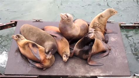 Barking Sea Lions - YouTube