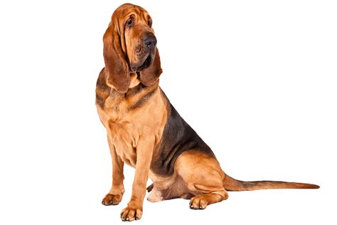 🔥 [40+] Bloodhound Wallpapers for Computers | WallpaperSafari