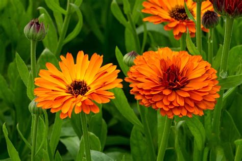 How to Grow and Use Calendula Flowers - MyGardenLife