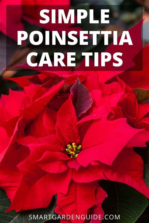 Poinsettia plant care tips. Poinsettia plant decor for the holiday ...