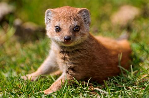 The Mongoose - Snake Killers as Pets | Animal Literature