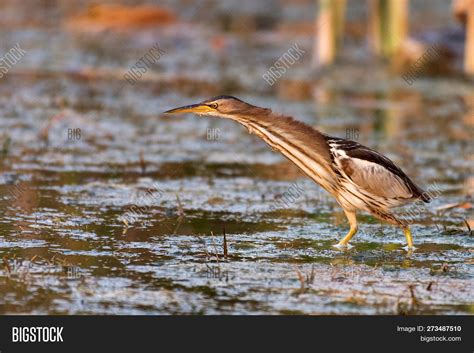 Little Bittern ( Image & Photo (Free Trial) | Bigstock