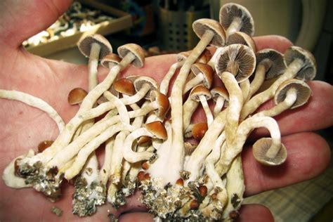 Psilocybin Could Be Legal for Therapy by 2021 – Rolling Stone