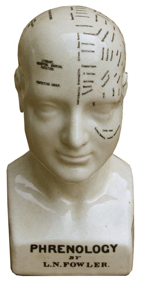 Phrenology is from Ancient Greek meaning 'knowledge'. It is a pseudoscience which involves ...