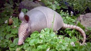 Armadillo Animal Information - Mammal With A Shell!