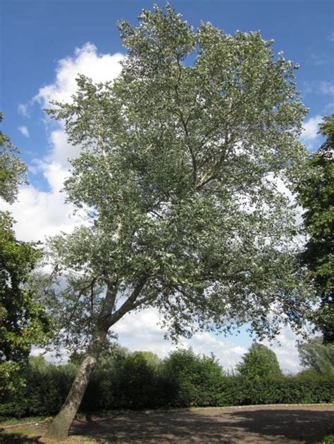 white poplar tree identification - Carlota Orozco