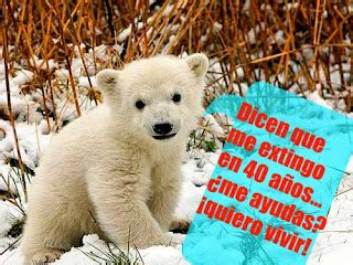 Osos polares en peligro de extinción.