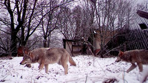 Chernobyl's mutant wolves appear to have developed resistance to cancer ...