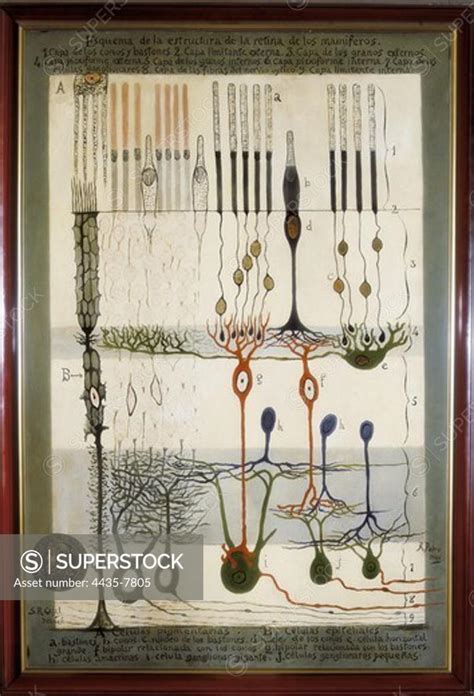 RAMON Y CAJAL, Santiago (1852-1934). Spanish doctor and histologist ...