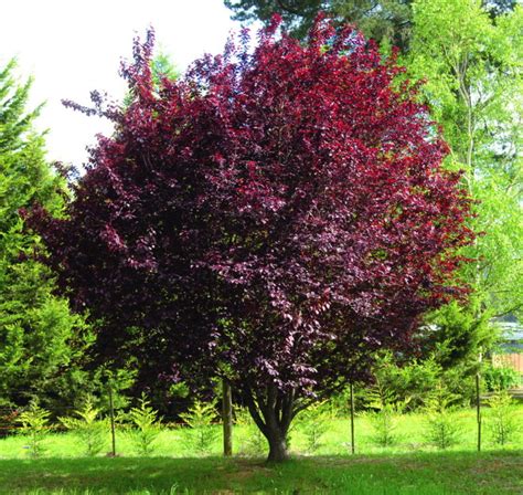 Prunus Cerasifera 'Nigra' Semi Advanced (Common Name - Flowering Plum) 305mm Pot - Dawsons ...