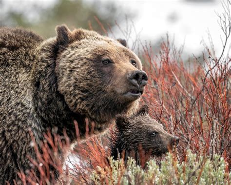 Tied To NatureThe History of Bears in Yellowstone | Tied To Nature