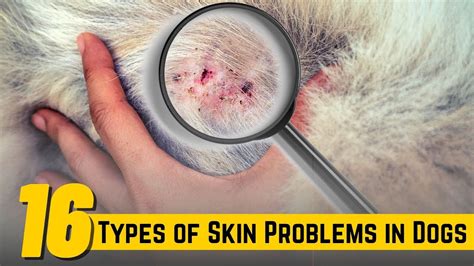 What Causes Bacterial Skin Infections In Dogs