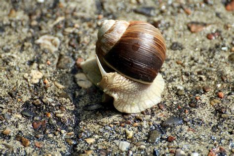 Free Images : spiral, wildlife, fauna, invertebrate, greenery, close up, outdoors, shells ...