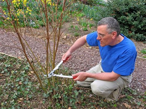 Pruning Dogwood Trees: Everything You Need To Know | Gardening Know How