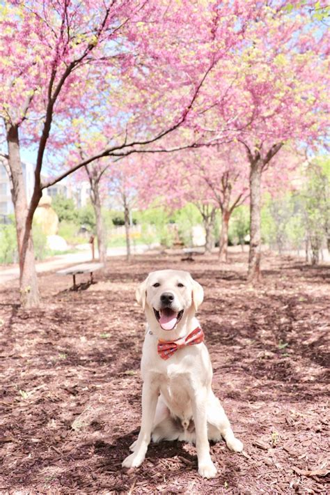 Bring your dog to pet friendly Salt Lake City, Utah – Dont Stop Retrieving