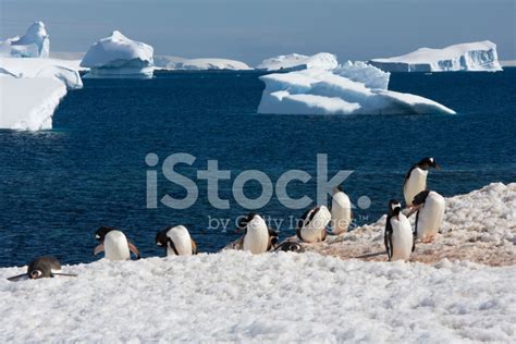 Gentoo Penguin, Antarctica Stock Photo | Royalty-Free | FreeImages