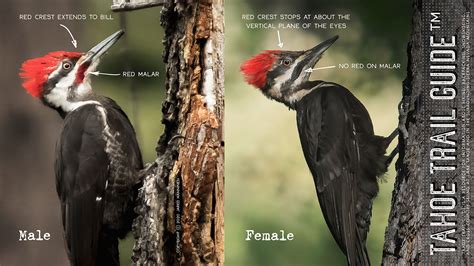 Female Pileated Woodpecker