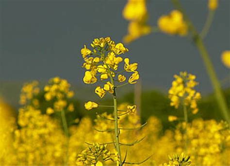 Indian Mustard 'Migrated' From West Asia, Study - Asian Scientist Magazine