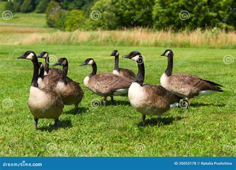 Canada Geese Royalty Free Stock Photos - Image: 35053178