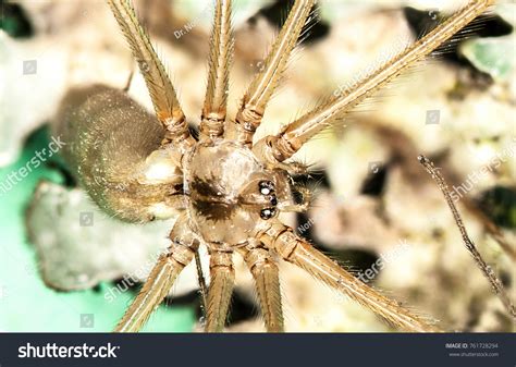 Spider Thorax Oocellen Mouth Tools Stock Photo 761728294 | Shutterstock