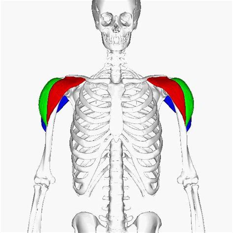 Pictures Of Anterior Fibers Of The Deltoid