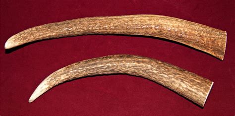 Elk Antlers For Dogs | Got Antler?