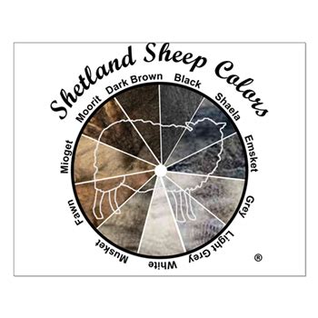 Shetland Sheep Colors Posters Posters