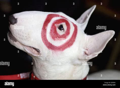 Bull Terrier, Target Dog Stock Photo - Alamy