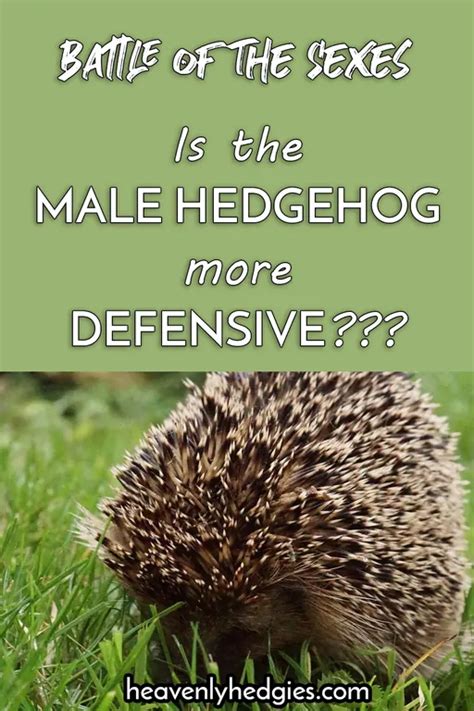 Exploring The Male Hedgehog - Heavenly Hedgies