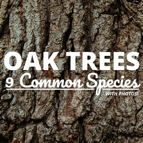 Common Types of Oak Trees (With Bark Photos for Identification) - Owlcation