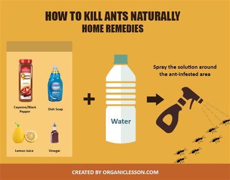 How to Get Rid of Ants in the House With Natural Home Remedies | Rid of ...